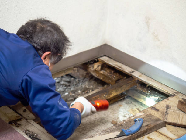 Best Mold Remediation  in Old Jefferson, LA
