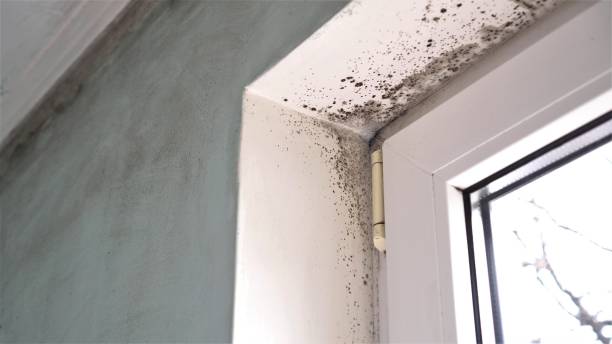 Best Attic Mold Removal  in Old Jefferson, LA