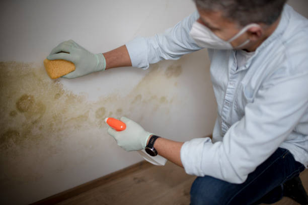 Best Residential Mold Removal  in Old Jefferson, LA