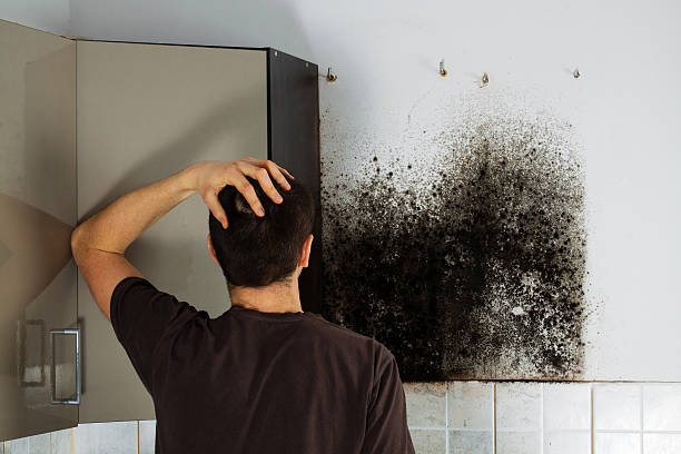 Best Professional Mold Removal  in Old Jefferson, LA