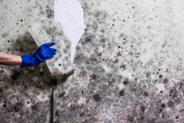 Best Mold Remediation Experts  in Old Jefferson, LA