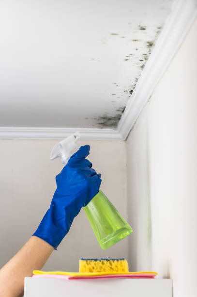 Best Mold Damage Repair  in Old Jefferson, LA